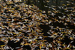 Image of some autumn leaves floating on the pond