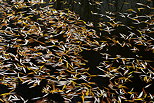 Image de feuilles d'automne flottant sur l'eau d'un tang