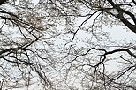 Image de branches au dessus du Lac Lman