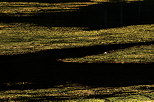 Photo de la lumire dore du soleil sur les algues affleurant  la surface du lac de Montriond