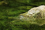 Photographie d'un rocher et d'algues vertes affleurant la surface du lac de Montriond en Haute Savoie