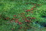 Photograph of autumn leaves and green algae in the water of Montriond lake