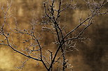Photo de branches d'arbres givrées éclairées par la lumière d'un matin d'automne