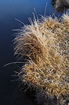 Photograph of frosted grass on the banks of Genin lake