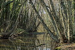 Image des rives du lac des escarcets