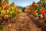 Photo HDR d'un champ de vigne en automne