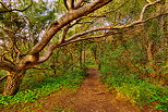 Photo HDR d'un chemin forestier sur la Presqu'le de Giens