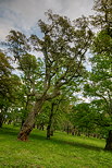 Photo HDR d'une fort de chnes liges dans la Plaine des Maures