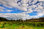 Image HDR d'un ciel nuageux au dessus d'un verger de clmentiniers en Corse