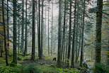 Photo if Valserine forest in the autumn mist