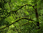 Photo d'une forêt moussue et verdoyante après la pluie