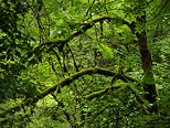 Photo of a mossy and green forest after the rain