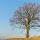 Photo d'un arbre solitaire sur fond de ciel bleu près de Chaumont en Haute Savoie