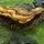 Photo d'un champignon sur une vieille souche dans la forêt humide de la Valserine