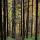 Photographie de feuillus et de conifères dans la forêt de la vallée de la Valserine