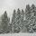 Photo d'épicéas enneigés dans la forêt de la Valserine - PNR du Haut Jura