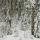 Photo de la forêt de la Valserine sous la neige dans le Parc Naturel Régional du Haut Jura