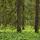Photo des épicéas et de la végétation verdoyante dans la forêt du Haut Jura