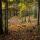Image du sentier dans la forêt au bord du lac de Vallon à Bellevaux