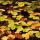 Photo de feuilles d'automne dans la forêt de Minzier en Haute Savoie