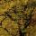 Photographie un houppier de chêne paré de ses couleurs d'automne