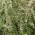 Photo de bourgeons printaniers dans la forêt de Sallenoves