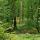 Photo de la forêt du Jura en été dans une ambiance verdoyante