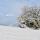 Photo d'un bosquet enneigé en autome dans la campagne de Haute Savoie