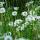 Photographie de pissenlits en fleurs dans l'herbe verte