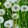 Photo de pissenlits en fleurs dans l'herbe verte