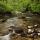 Photographie de la rivière du Tacon émergeant de la forêt au printemps