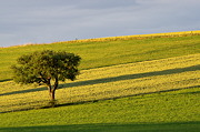 Go to the photo gallery about rural landscapes and french countrysides