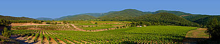 vignes massif des maures