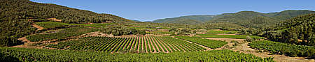 panoramique vignes massif des maures