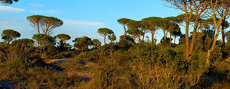 Image panoramique de la plaine des Maures