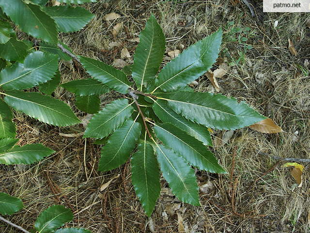 photo de feuilles de chtaignier