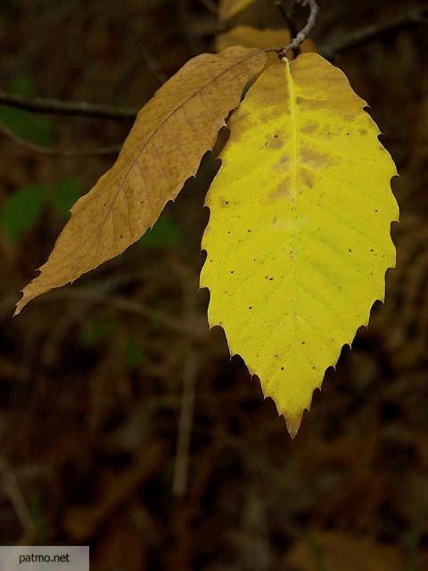 photo de feuilles de châtaignier