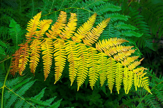 Image of some colorful ferns in Provence forest