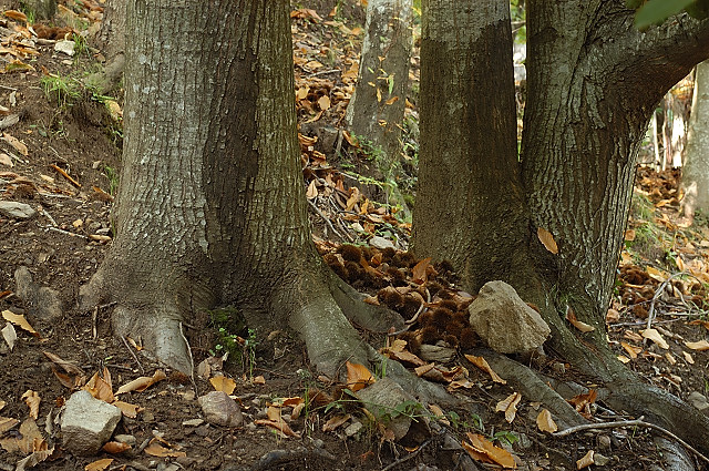 photo de troncs de châtaigniers du massif des maures