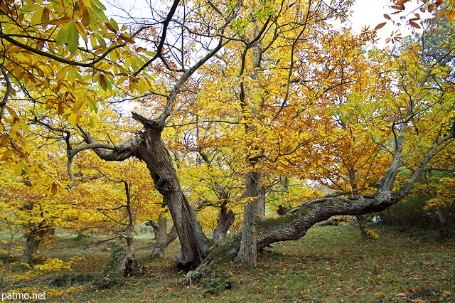 Image of chestnut trees with autumn colours in Provence forest