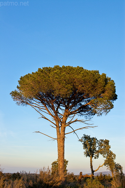 Photo d'un pin parasol dans la Plaine des Maures