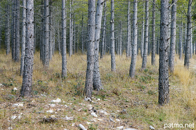 Photo d'une forêt de conifères dans la vallée d'Agnielles - Hautes Alpes
