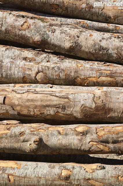 Image de grumes de bois empilées