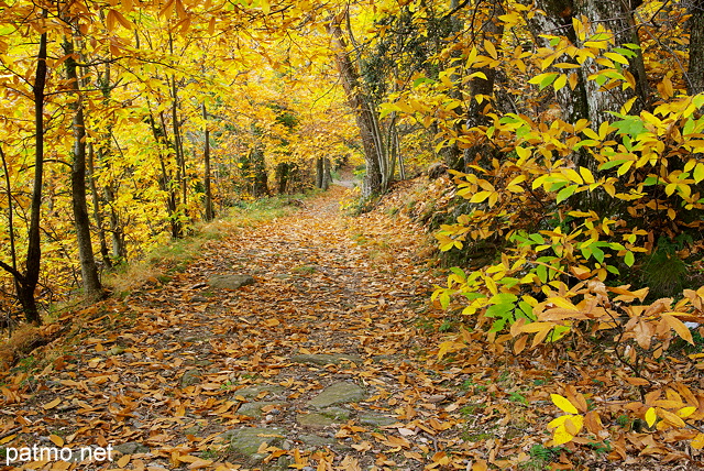 Image d'un chemin d'automne dans la forêt du Massif des Maures