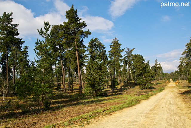 Photographie d'une piste forestière sur le domaine de Casabianda en Haute Corse