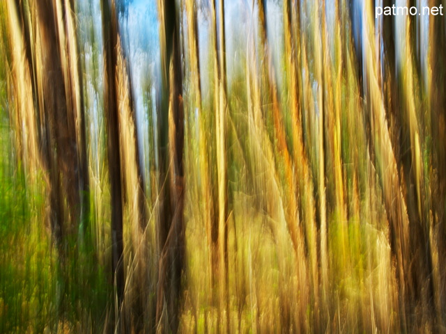 Photo abstraite d'une forêt d'eucalyptus en Haute Corse