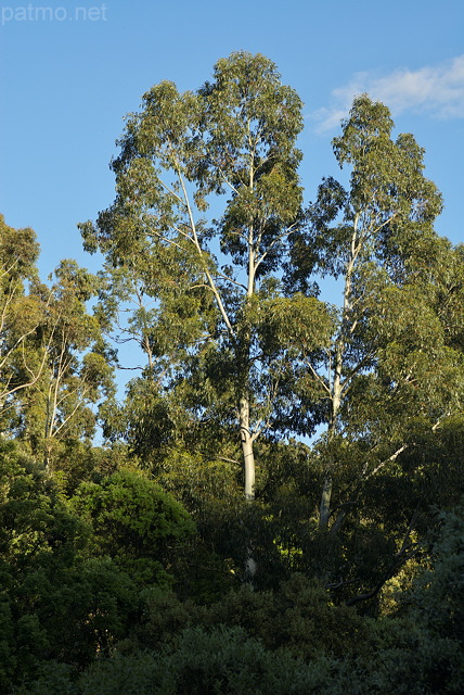 Photographie des eucalyptus du Massif des Maures