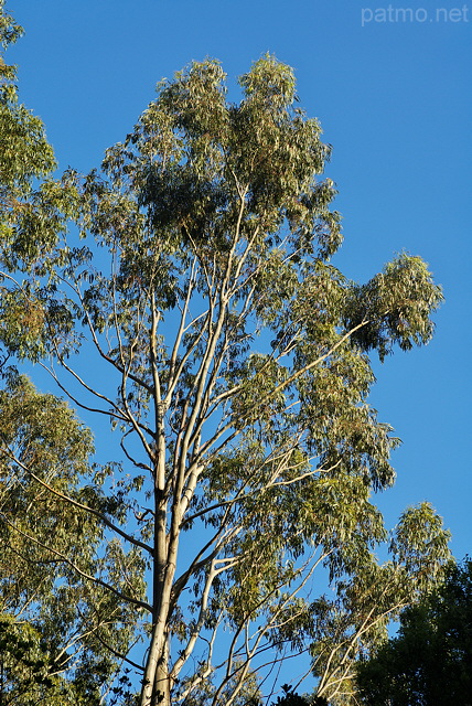 Image d'un eucalyptus sur fond de ciel bleu - Massif des Maures