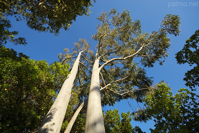 Image d'eucalyptus dans la forêt du Massif des Maures