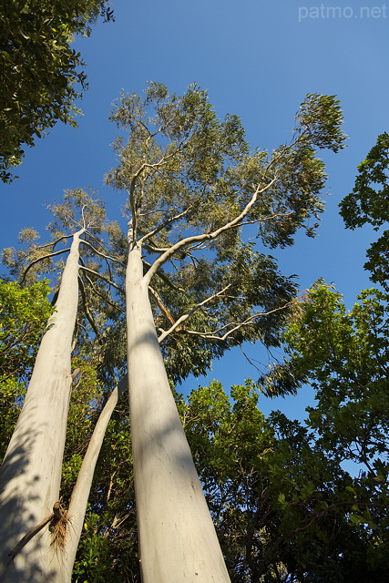 Photograph of eucalyptus trees in Massif des Maures forest